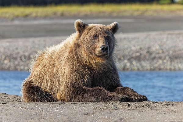 Jones, Adam 아티스트의 Grizzly bear resting on shoreline-Lake Clark National Park and Preserve-Alaska-Silver Salmon Creek작품입니다.